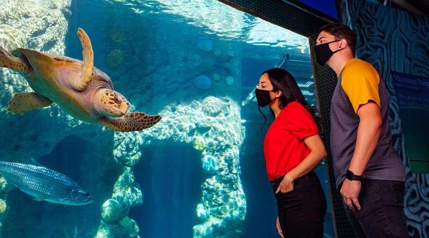 A sea turtle enjoys the company of people again at The Florida Aquarium. Courtesy of The Florida Aquarium.