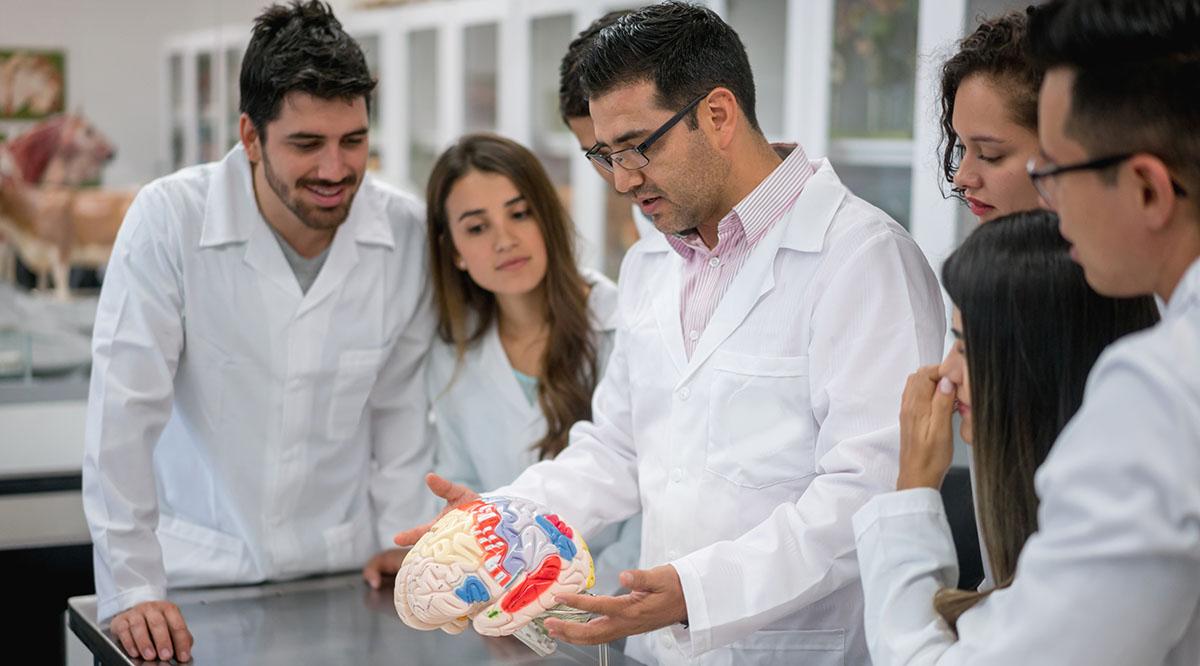 A group of medical students look at a model of the brain