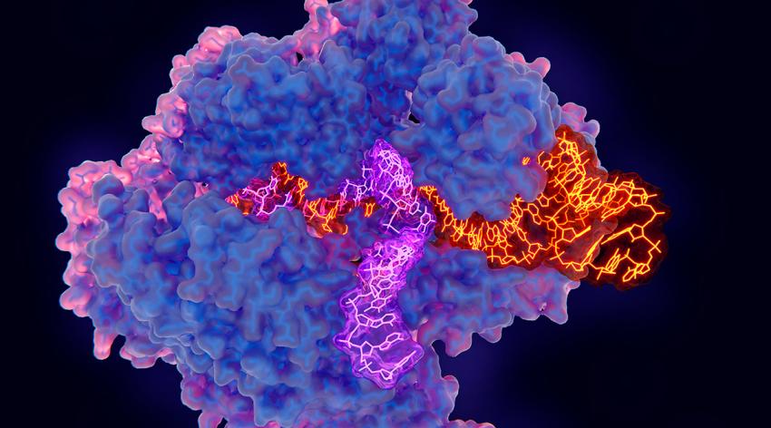 CRISPR-Cas9 gene editing complex and cells, illustration. The CRISPR-Cas9 protein (blue and pink) is used in genome engineering to cut DNA and uses a guide RNA sequence (orange) to cut DNA (purple) at a complementary cleavage site.