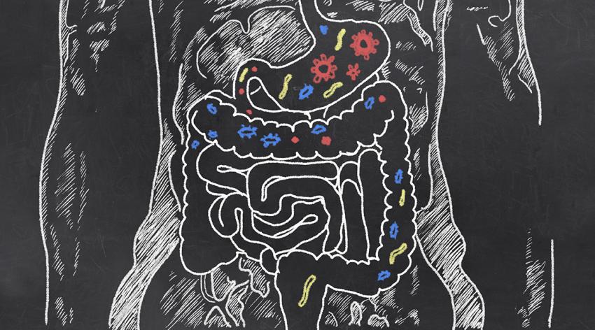 Chalk illustration of the digestive system