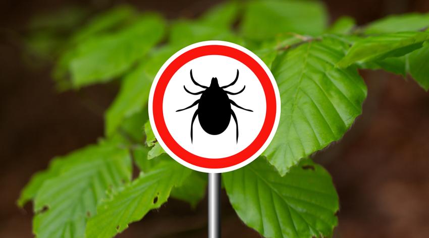 Tick insect warning sign in nature forest. Lyme disease and tick-borne meningoencephalitis transmitter.