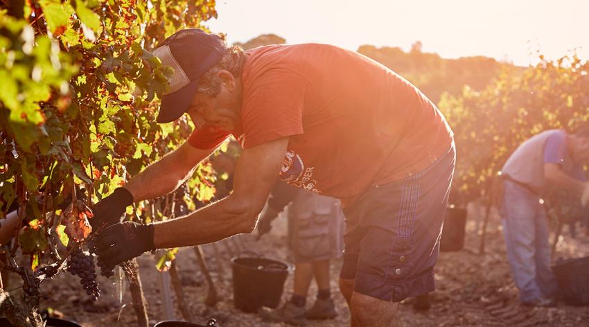 Farmer harvesting grapes on sunny day