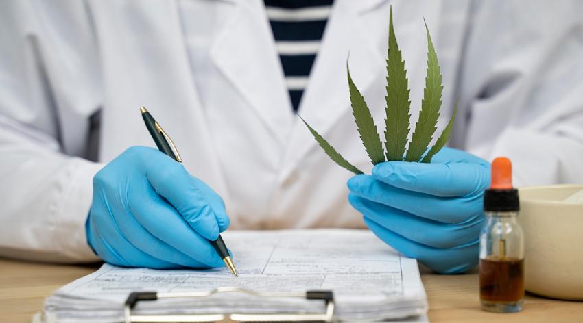 A researcher holding a marijuana leaf